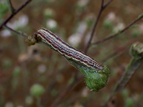 iNaturalist observation photo of Small Heliothodes Moth
