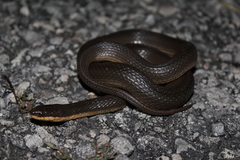 Liodytes rigida sinicola