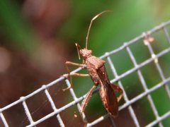 Riptortus abdominalis