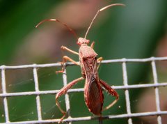 Riptortus abdominalis