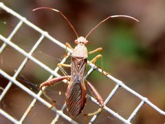 Riptortus abdominalis