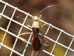 Riptortus abdominalis