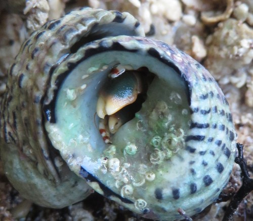 Calcinus tibicen