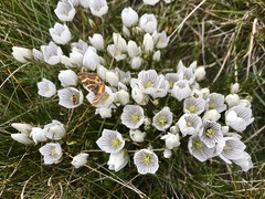 Gentianella muelleriana