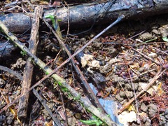 Craugastor megacephalus