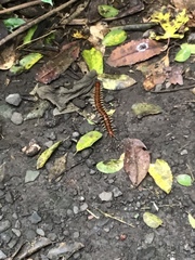 Cormocephalus rubriceps