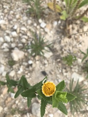Grindelia ciliata
