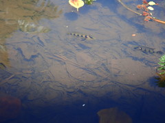 Hemichromis elongatus