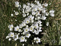 Gentianella muelleriana