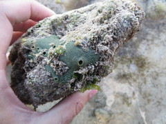 Amphimedon viridis