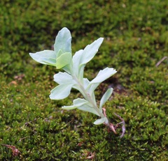 Hylotelephium telephioides