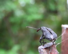 Isacantha rhinotioides
