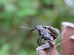 Isacantha rhinotioides