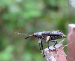 Isacantha rhinotioides