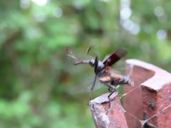 Isacantha rhinotioides