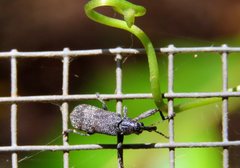 Isacantha rhinotioides
