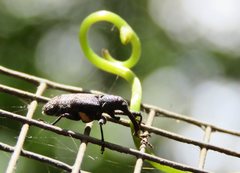 Isacantha rhinotioides