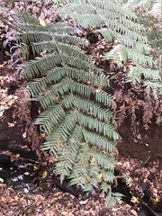 Cyathea dealbata