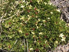 Stackhousia pulvinaris