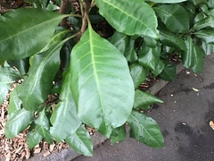 Corynocarpus laevigatus