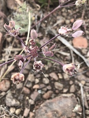 Cymopterus