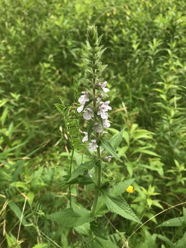 Prairie Woundwort