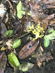 Cormocephalus rubriceps