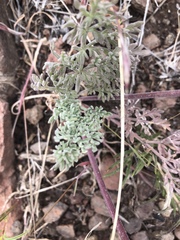 Cymopterus