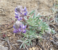 Lupinus breweri