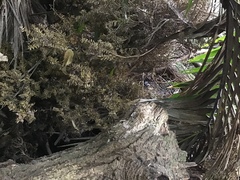 Podocarpus totara