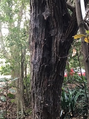 Metrosideros excelsa