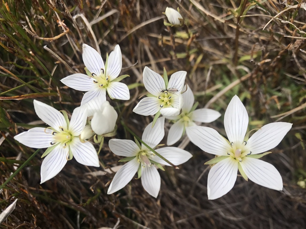 Mueller’s Snow-gentian