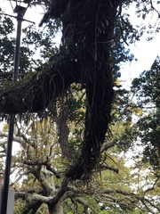 Metrosideros excelsa