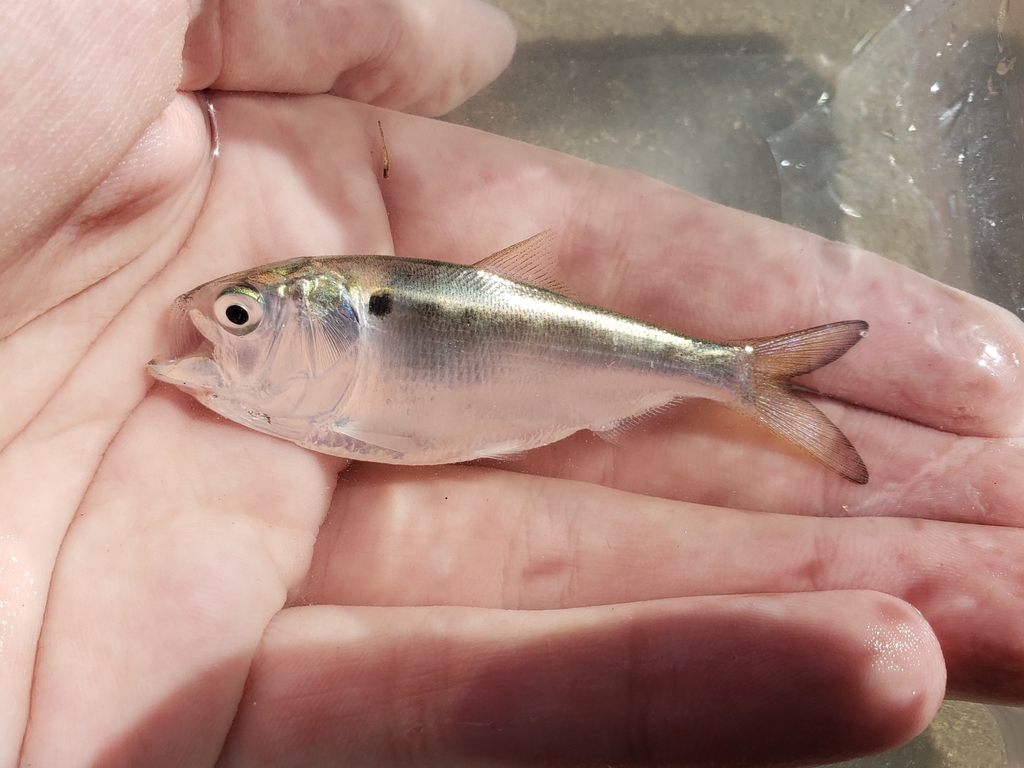 Gulf Menhaden