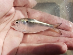 Gulf Menhaden photo 1