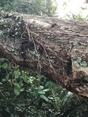 Metrosideros excelsa