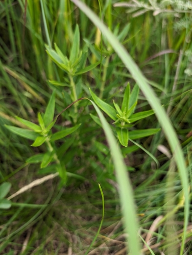Image of Gentiana puberulenta by (c) Jeff D Hansen, some rights reserved (CC BY)
