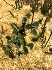 Diplaspis nivis