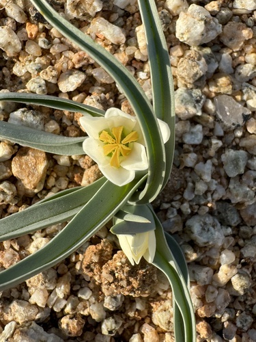 Desert Men-in-a-Boat (Colchicum bellum)
