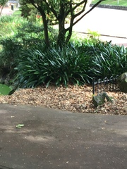 Agapanthus praecox