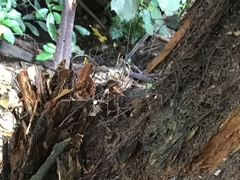 Cyathea medullaris
