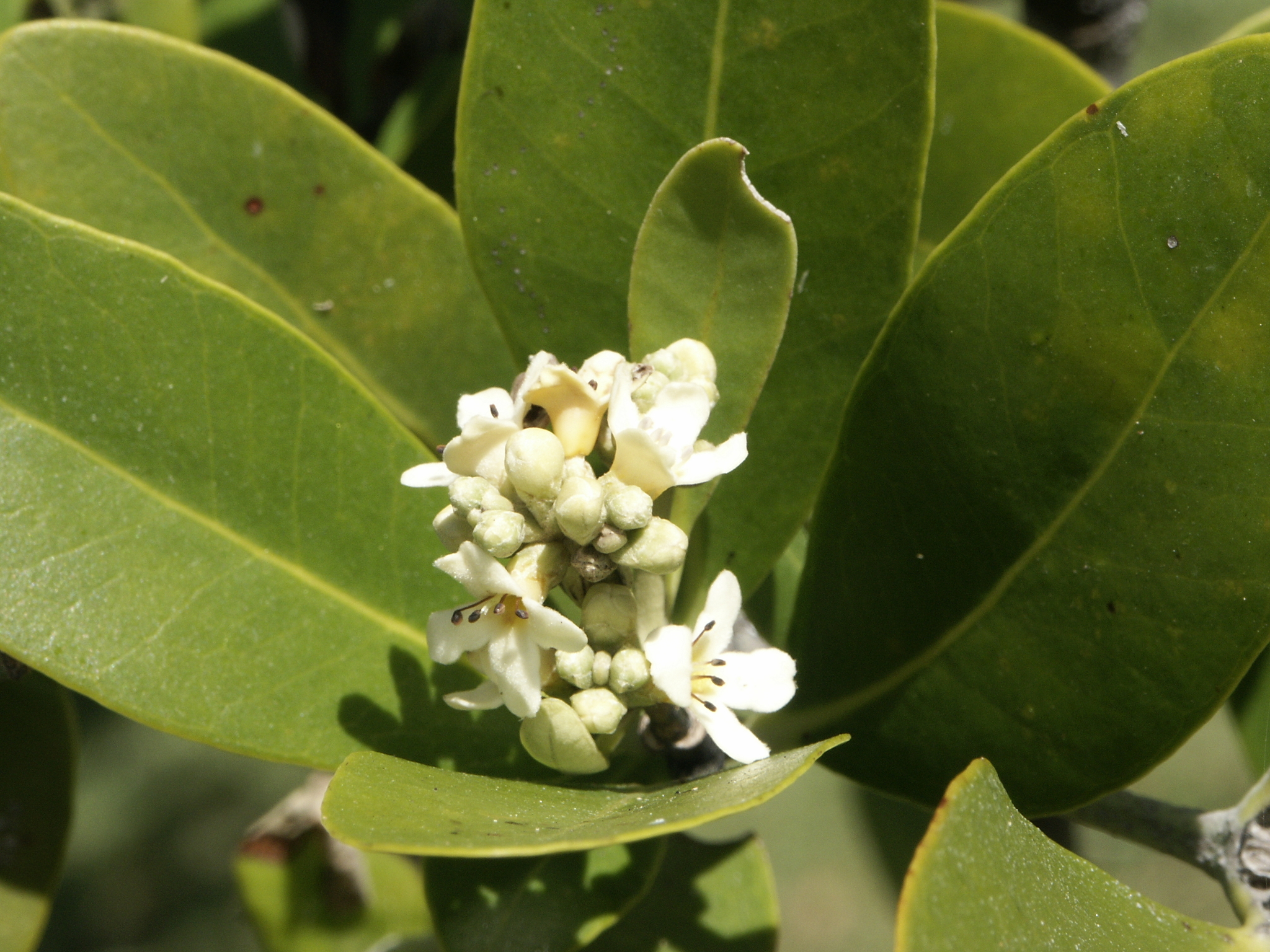 Avicennia germinans