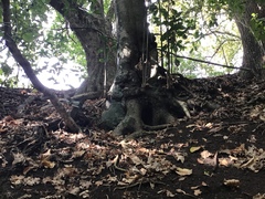 Corynocarpus laevigatus