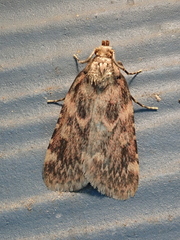 Aglossa