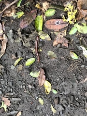 Cormocephalus rubriceps