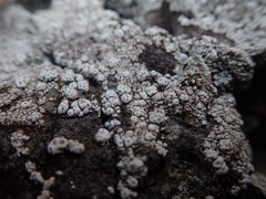 Pertusaria allanii