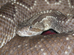 Cascabel Rattlesnake photo 2