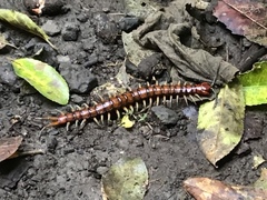 Cormocephalus rubriceps