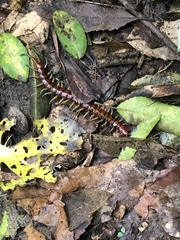 Cormocephalus rubriceps