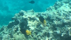 Siganus uspi